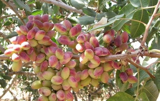 پسته‌زرندیه مسافر ناشناس سفرهای دور دنیا!