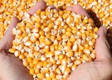 ضریب خوداتکایی ذرت دانه‌ای کاهش یافت/افزایش تولید جو در کشور