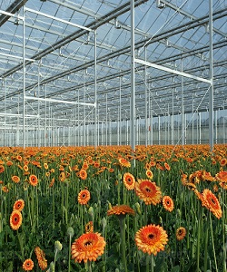 رتبه نخست آذربایجان ‌شرقی در توسعه گلخانه‌ها 