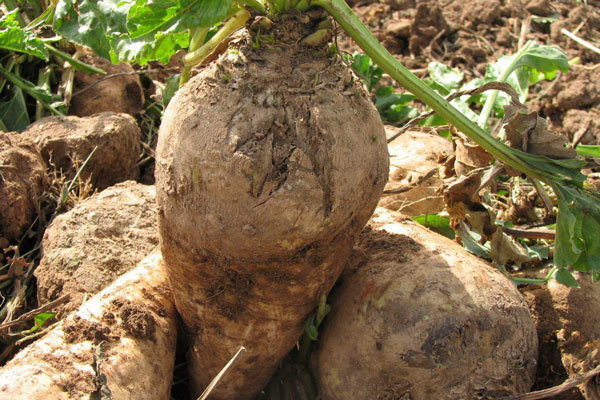 تداوم کشت چغندر قند نیازمند اصلاح الگوی مصرف آب است