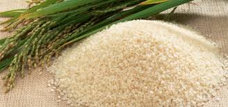 تولید یک هزار و ۶۰۰ تن بذرگواهی شده برنج در گیلان