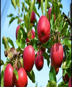 پیشتازی ایران در بین صادرکنندگان سیب به هند 