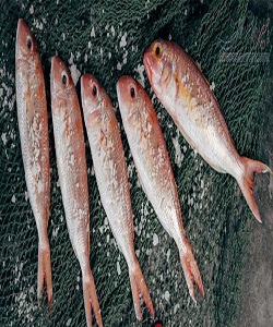 ۸۰ میلیون قطعه ماهی در رودخانه های مازندران رها سازی شد