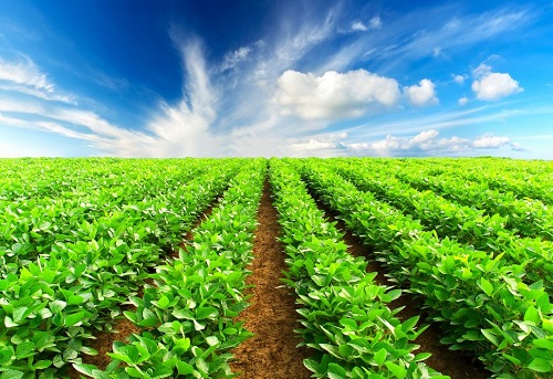 آب کمتر، محصول بیشتر؛ کشت در عصر کم‌آبی