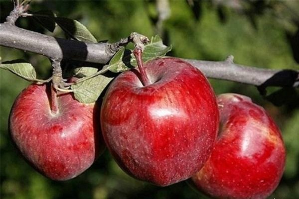 تولید افزون بر ۱.۲ میلیون تن سیب در آذربایجان غربی