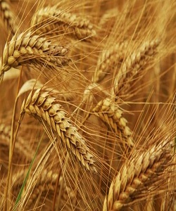 خرید تضمینی گندم به یک میلیون و ۶۷۰ هزار تن رسید