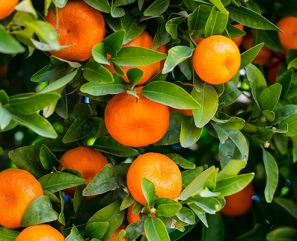 تاثیر صادرات بی‌رویه بر روند افزایشی قیمت پرتقال