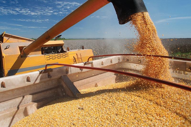 ایران 3 میلیون تن گندم وارد می کند