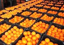توزیع میوه شب عید از ۲۰ اسفند/۶۵۰۰تن سیب و پرتقال خریداری شده است