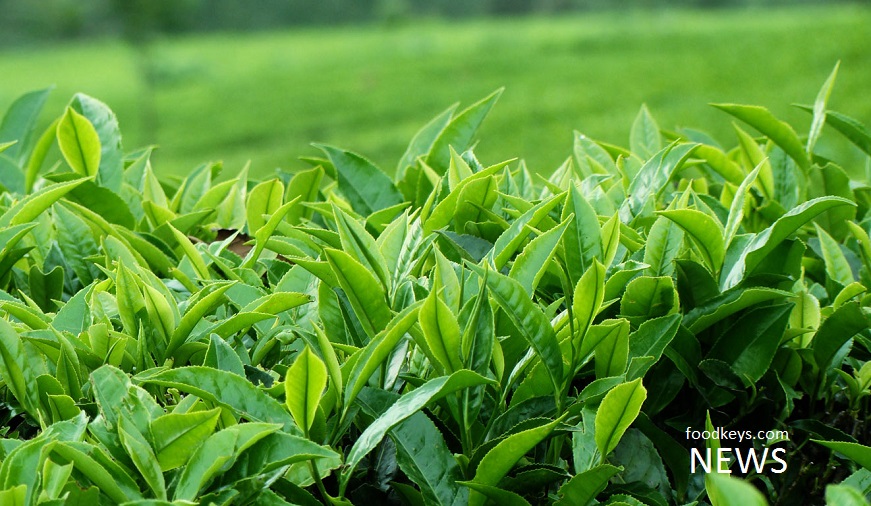 آغاز برداشت رسمی برگ سبز چای در کشور