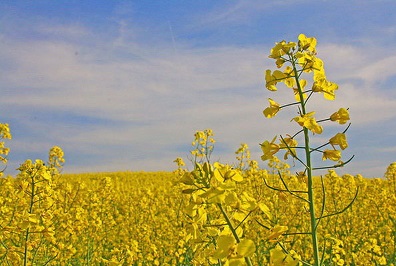 ارسال نخستین محموله کلزای خوزستان به کارخانه روغن کشی
