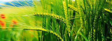 ۱۴ میلیون تن گندم امسال تولید می‌شود