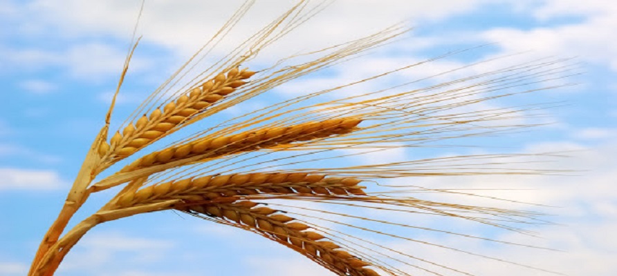 خرید تضمینی ۱۰۰ هزار تن گندم در ۶ استان کشور     