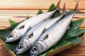 صید کیلکا ماهیان دریای خزر کاهش یافت