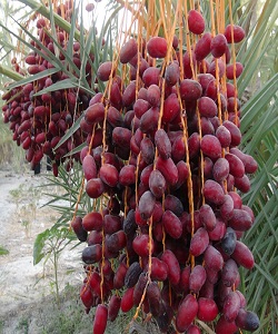 برگزاری سومین نمایشگاه بین‌ المللی خرما در شیراز 