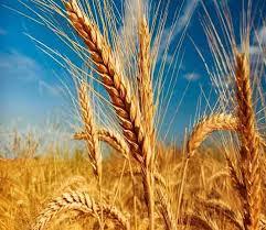 صادرات سالانه یک میلیون تن گندم روسیه به لیبی