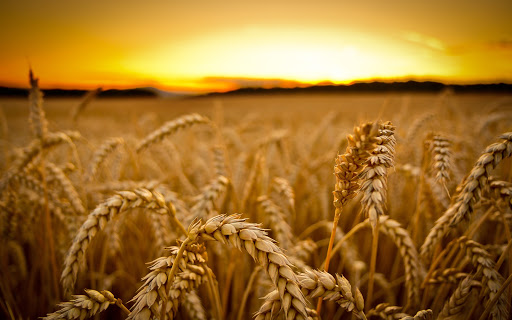  کشت گندم در زمین‌ های کشاورزی هرمزگان آغاز شد