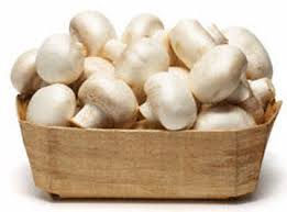 تولید روزانه قارچ به ۴۵۰ تن می‌رسد/ نرخ فروش هر کیلو قارچ ۹۵۰۰ تومان