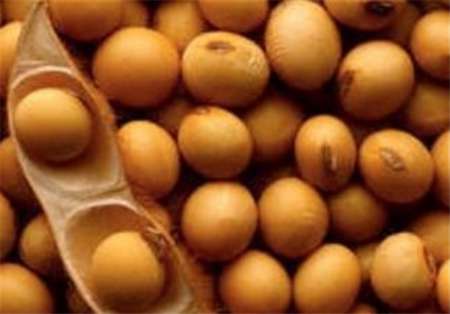  رتبه نخست کشوری گلستان در تولید سویا /خرید 81 هزار تن سویا از سویا کاران