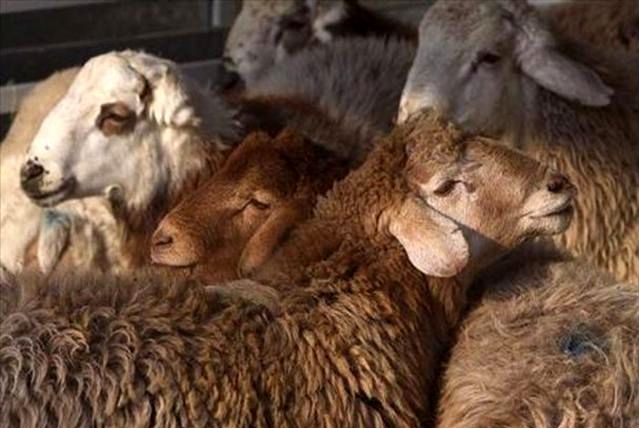 التهاب قیمت‌ گوشت گوسفندی در بازار