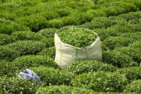 نرخ خرید تضمینی برگ سبز چای ۳۹ درصد افزایش یافت