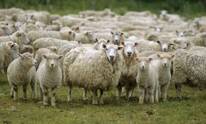 فرانسه به بازار گوشت ایران هم وارد شد!/ واردات ۱۳ هزار راس گوسفند فرانسوی