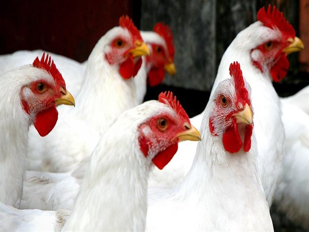 تورم تولید کننده مرغداری های صنعتی ۱۷درصد کاهش یافت