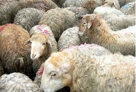 صادرات ۶۶ تن گوشت به قطر طی دو روز اخیر/ روزانه۱۲هزار لاشه گوسفند برای تنظیم بازار وارد می‌شود