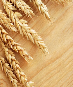خرید ١٠٠ تن گندم مازاد بر نیاز از کشاورزان سیستان و بلوچستان