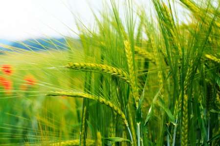 تولید گندم‌ مقاوم به خشکی از سوی محققان کشور