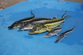 ماهیان خاویاری در دزفول پرورش داده می‌شوند