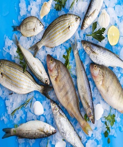 ممنوعیت صید ماهی حلوا سفید در صیدگاه‌های خوزستان و بوشهر