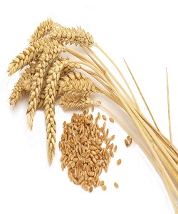 روسیه محدودیت صادرات غذایی را گسترش می دهد