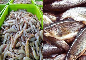 طرح تولید 
