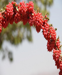 استاندارد بین المللی زرشک تدوین شد