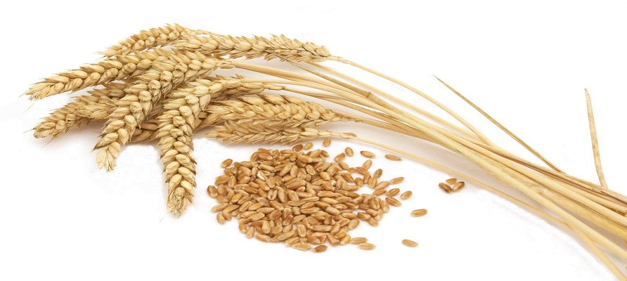 ابلاغ شیوه‌ نامه واردات گندم معمولی و دروم