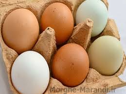 آیا تخم‌ مرغ باید شسته شود؟‌
