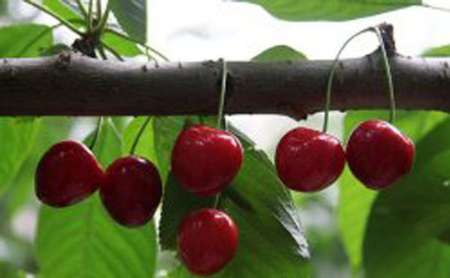 تولید کودهایی برای تامین نیتروژن مورد نیاز گیاهان باغی و زراعی با نوعی باکتری