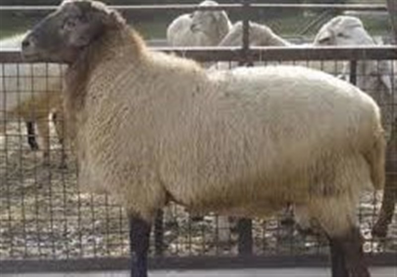 ۳ میلیون راس دام سبک و سنگین پلاک‌دار شدند