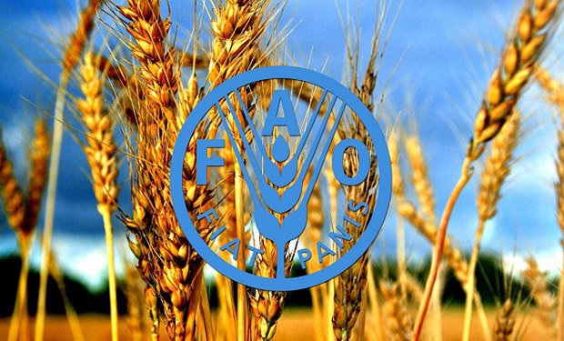 تولید غلات رکورد جهانی را شکست