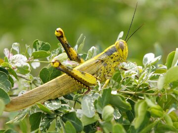 10 میلیارد تومان برای مبارزه با ملخ های صحرایی اختصاص یافت 