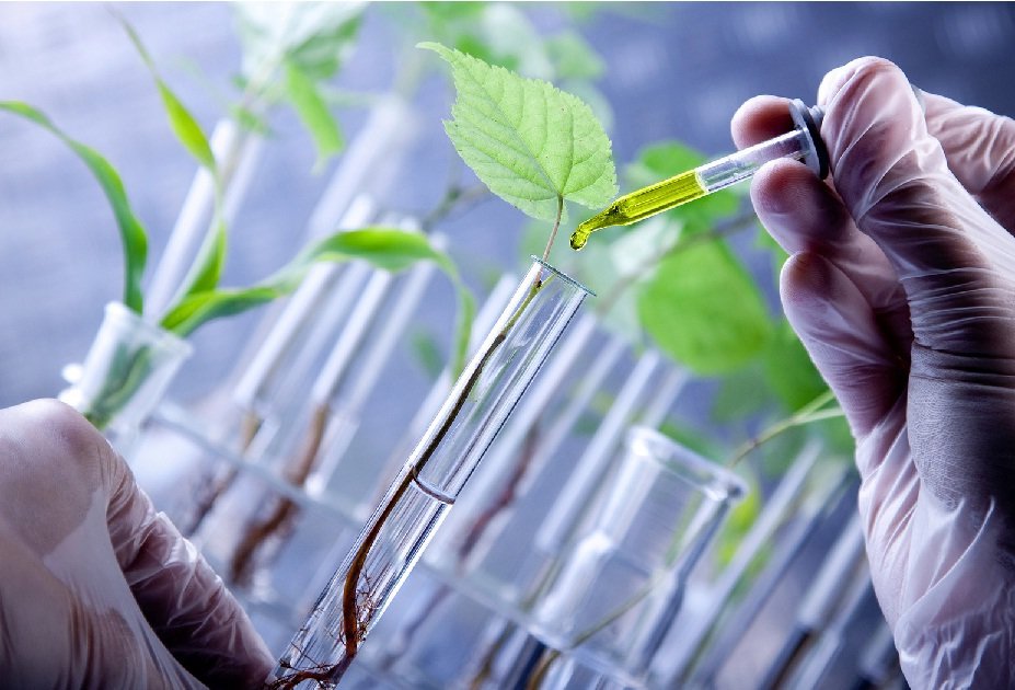 اصلاح مولکولی؛ راهبرد نوین برای افزایش دقت و سرعت در به‌نژادی محصولات باغی