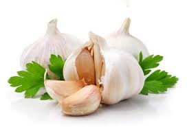 صادرات سیر ایران به روسیه و آسیای میانه