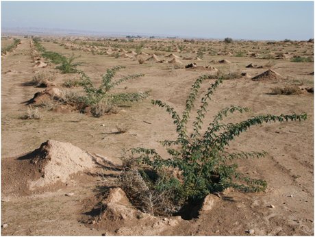 تدوین سند بیابان‌ زدایی با همکاری فائو