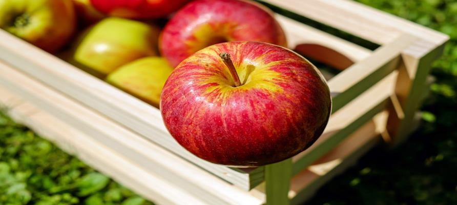 سیب پاک بدون باقیمانده سم و کود در کشور تولید شد