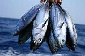 قیمت خوراک ماهی 60 درصد افزایش یافت