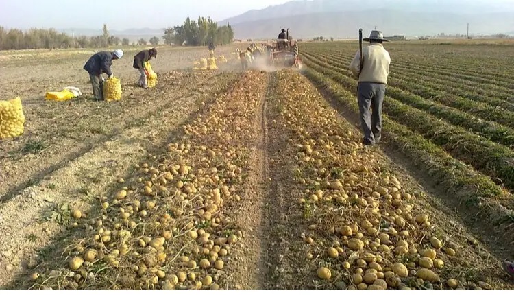 دستاوردهای خاک و آب در خدمت امنیت غذایی/ پایان ابهام درباره نیترات و پیشگیری از سدیمی‌شدن اراضی