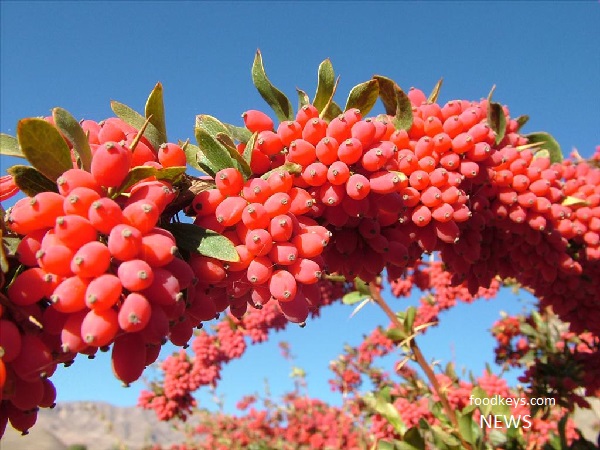 زرشک، گیاهی که تنها در ایران کشت می شود
