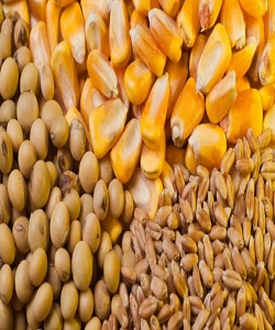 توزیع نهاده دامی به ۱۰ میلیون و ۱۵۰ هزار تن رسید