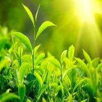  چین پاییزه برگ سبز چای از باغات شمال کشورآغاز شد